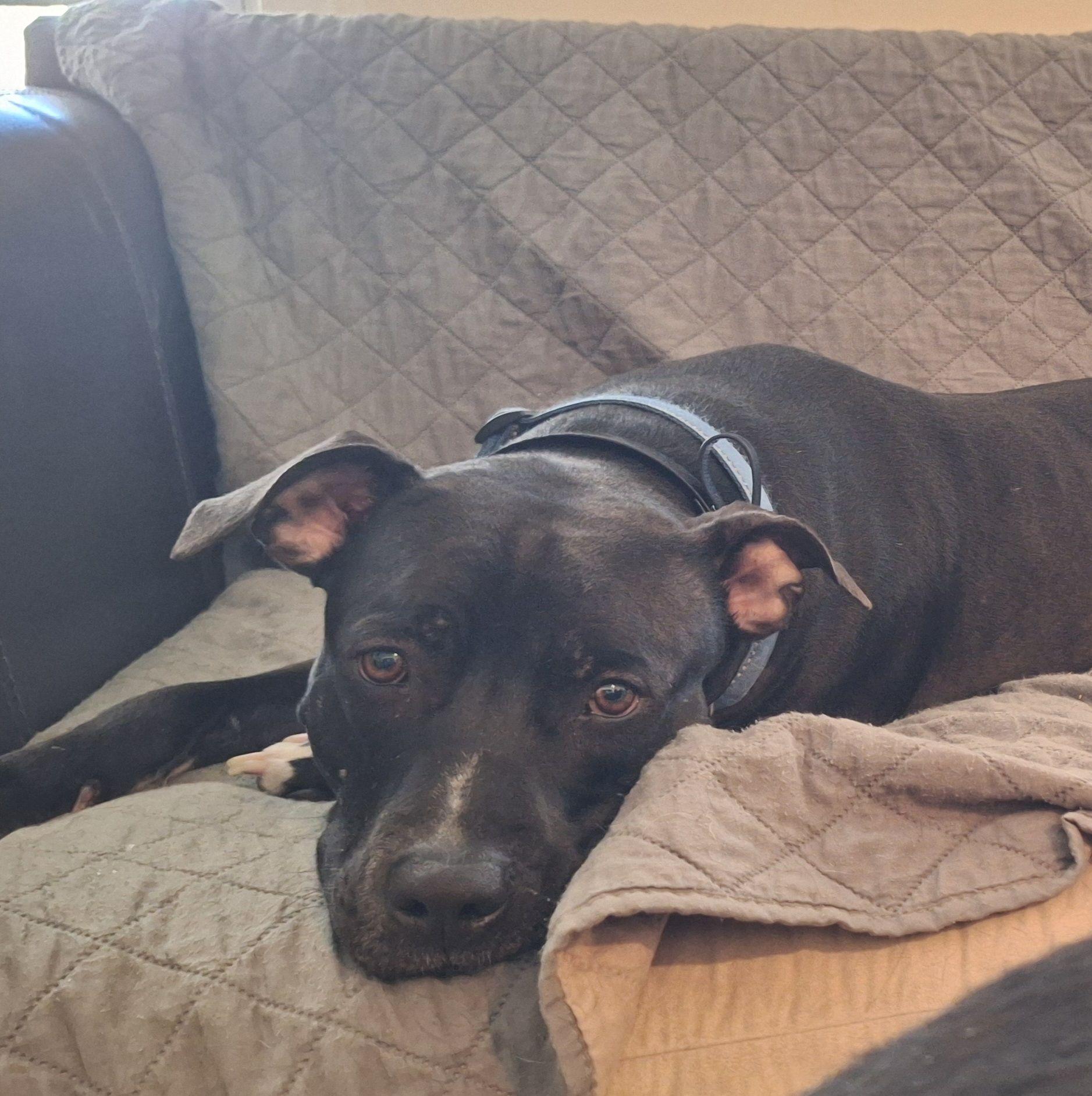 Enlarge Remy, a Adoptable Pit Bull Terrier in Magnolia, DE image 2/4