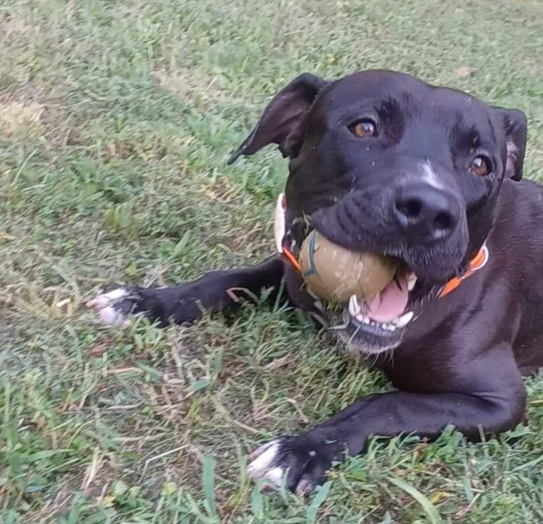 Enlarge Remy, a Adoptable Pit Bull Terrier in Magnolia, DE image 3/4