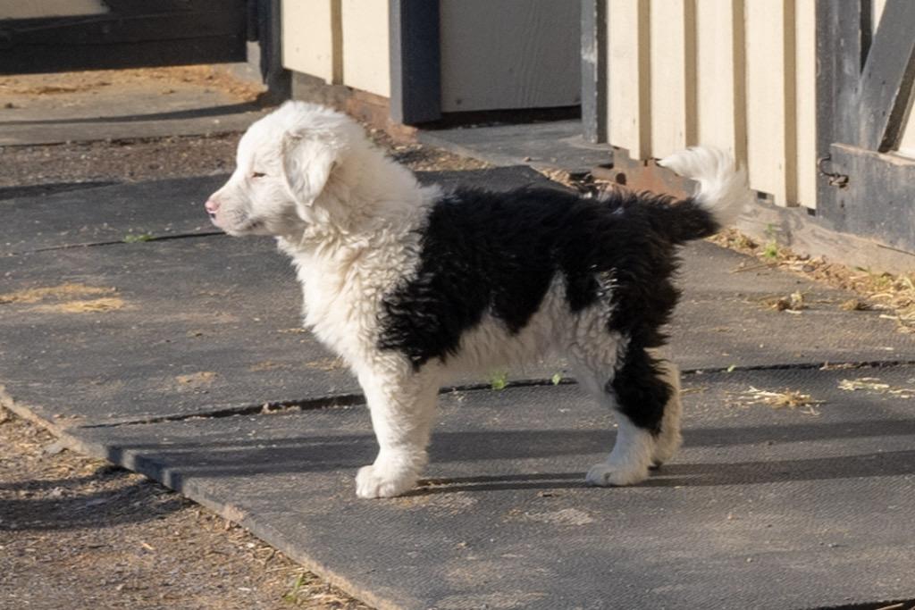 Enlarge Porkchop, a Adopted mixed breed in Havertown, PA image 2/6
