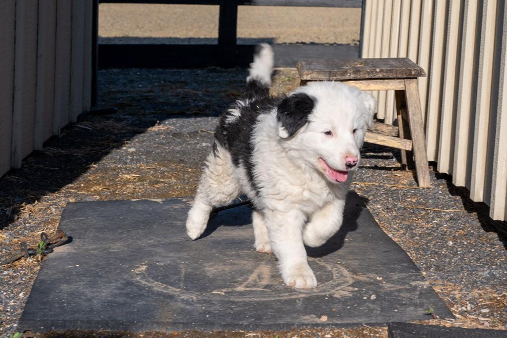 Enlarge Porkchop, a Adopted mixed breed in Havertown, PA image 4/6