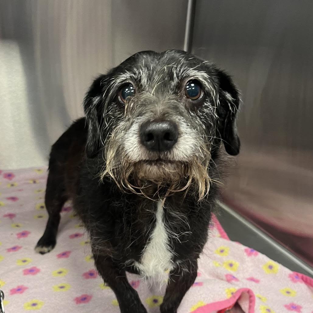 FOSTER NEEDED - Princess, Adoptable, Senior Female Miniature Schnauzer.