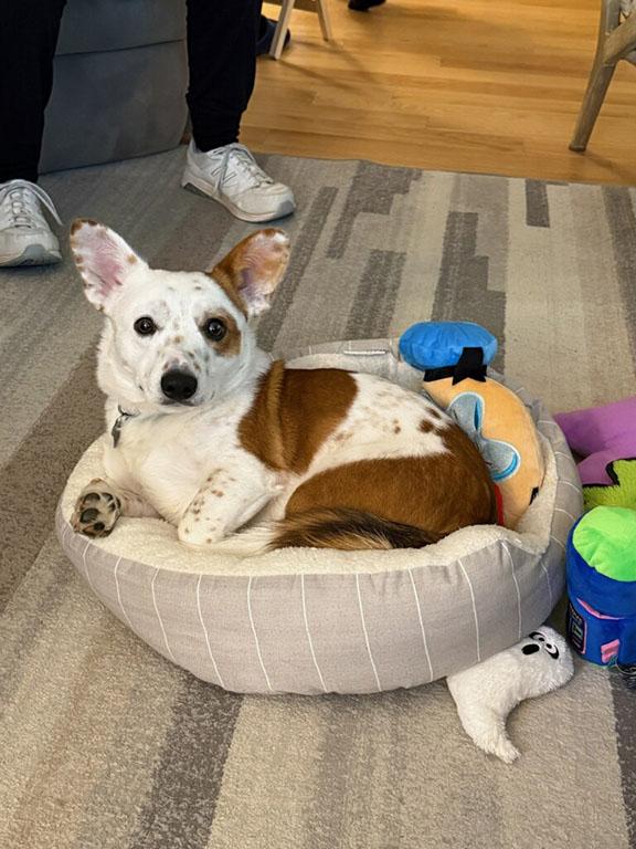 Enlarge Otto, a ADOPTABLE mixed breed in Chesterfield, MO image 2/5