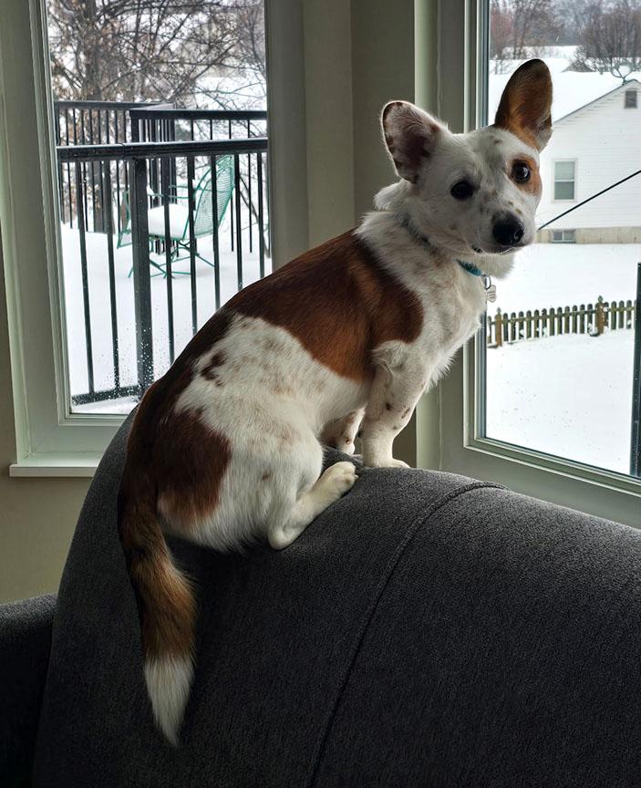 Otto, ADOPTABLE, Puppy Male Corgi & Cattle Dog.