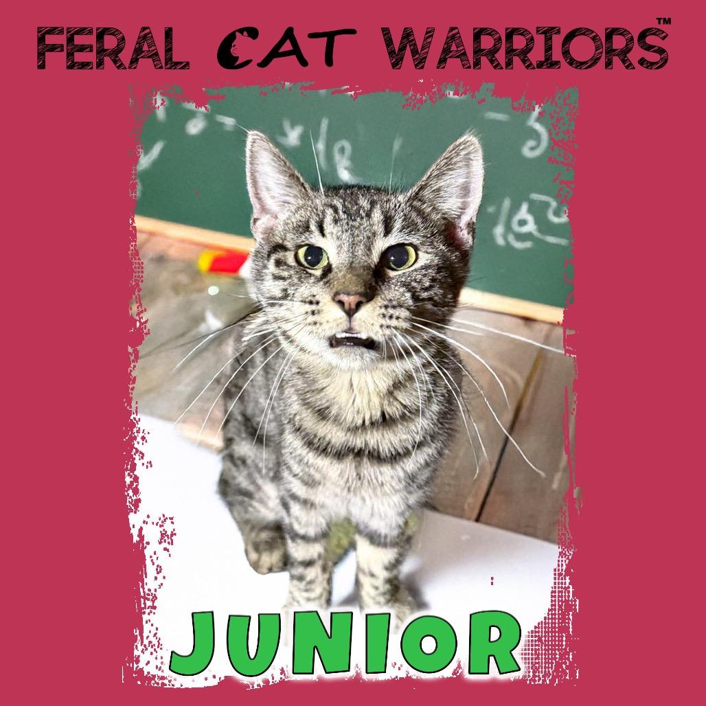 Enlarge Junior, a Adoptable Domestic Short Hair in Kingman, AZ image 1/1