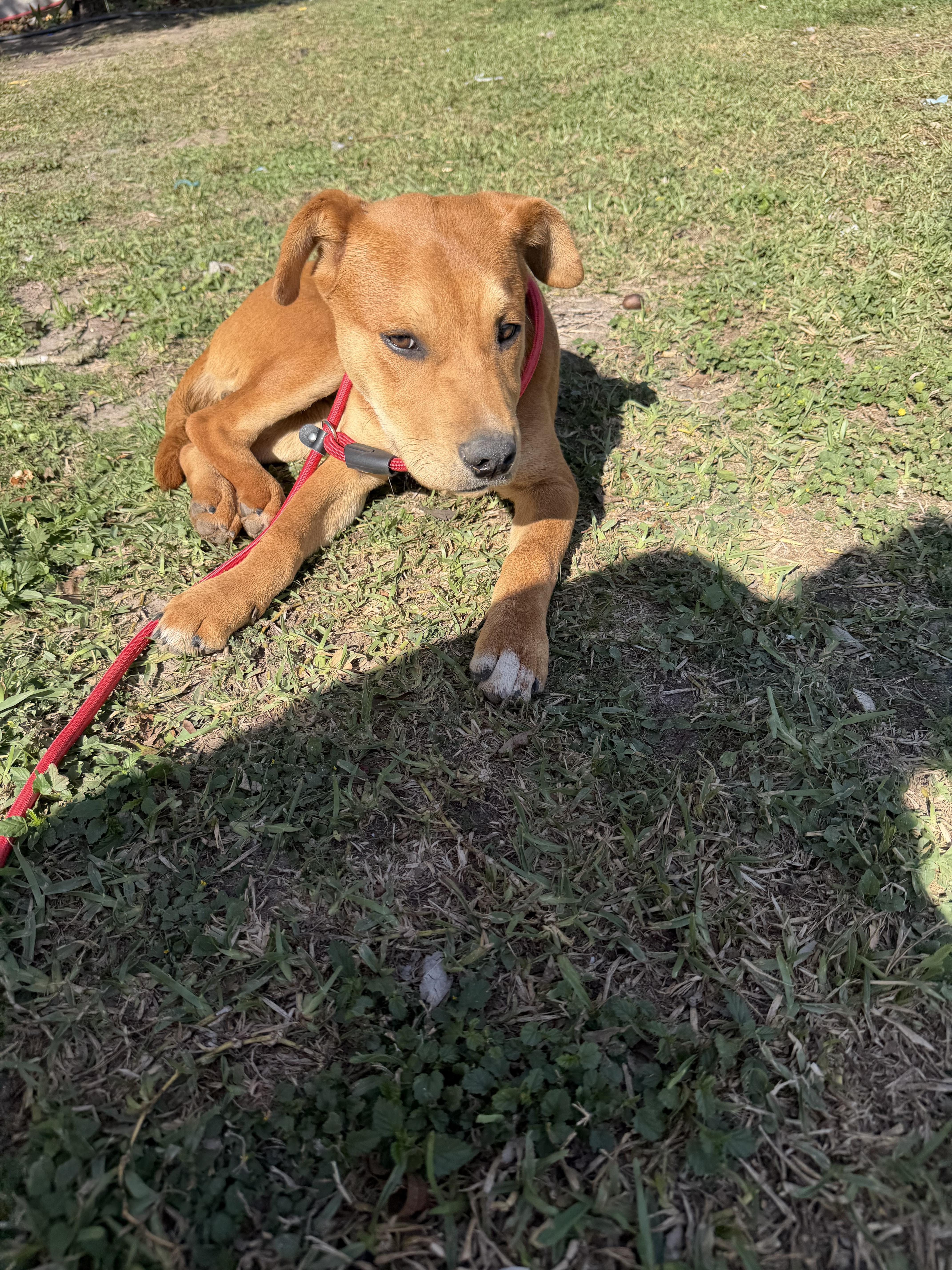 Louie, ADOPTABLE, Young Male Labradoodle.