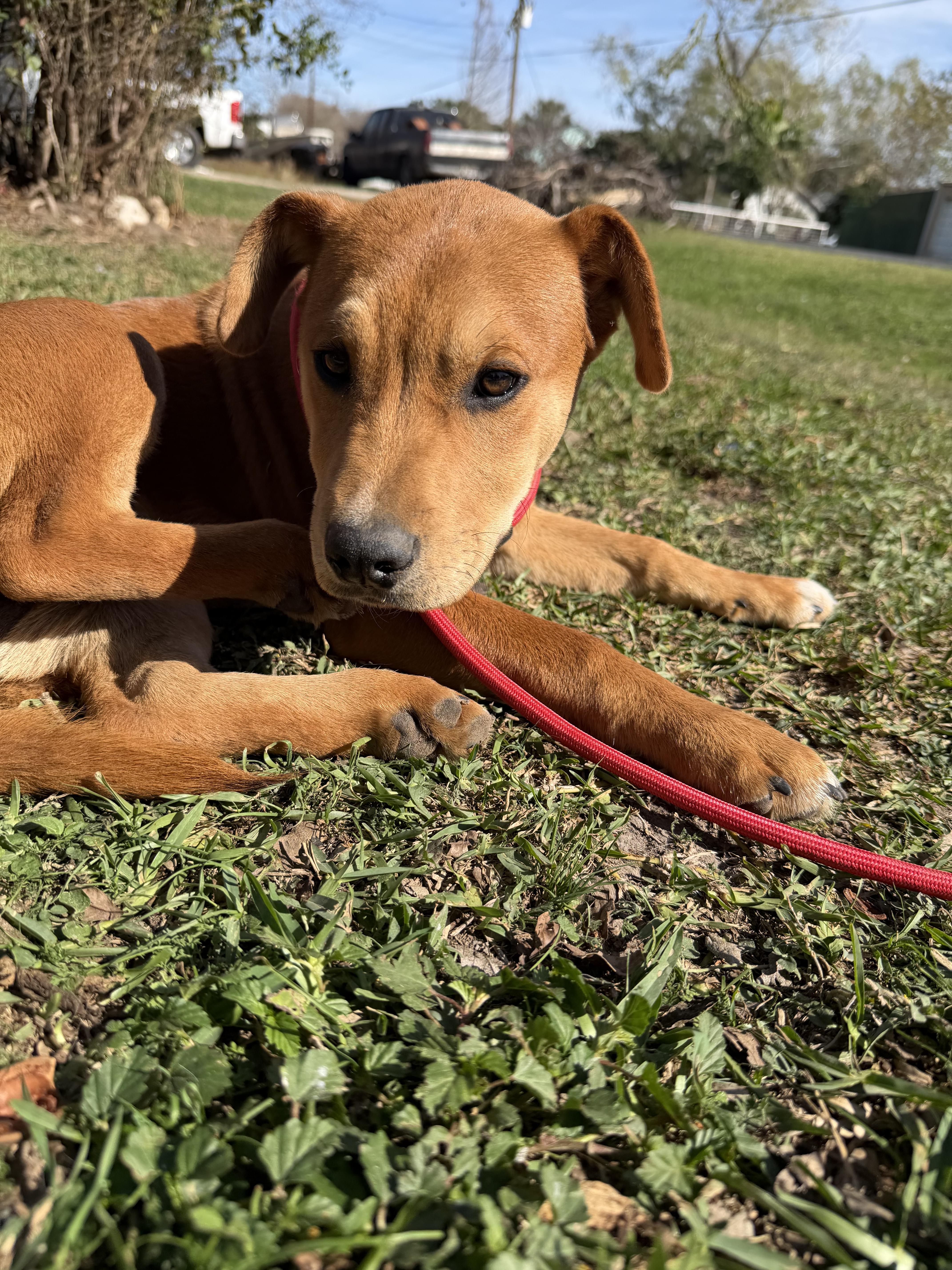 Enlarge Louie, a ADOPTABLE mixed breed in Warwick, RI image 3/6