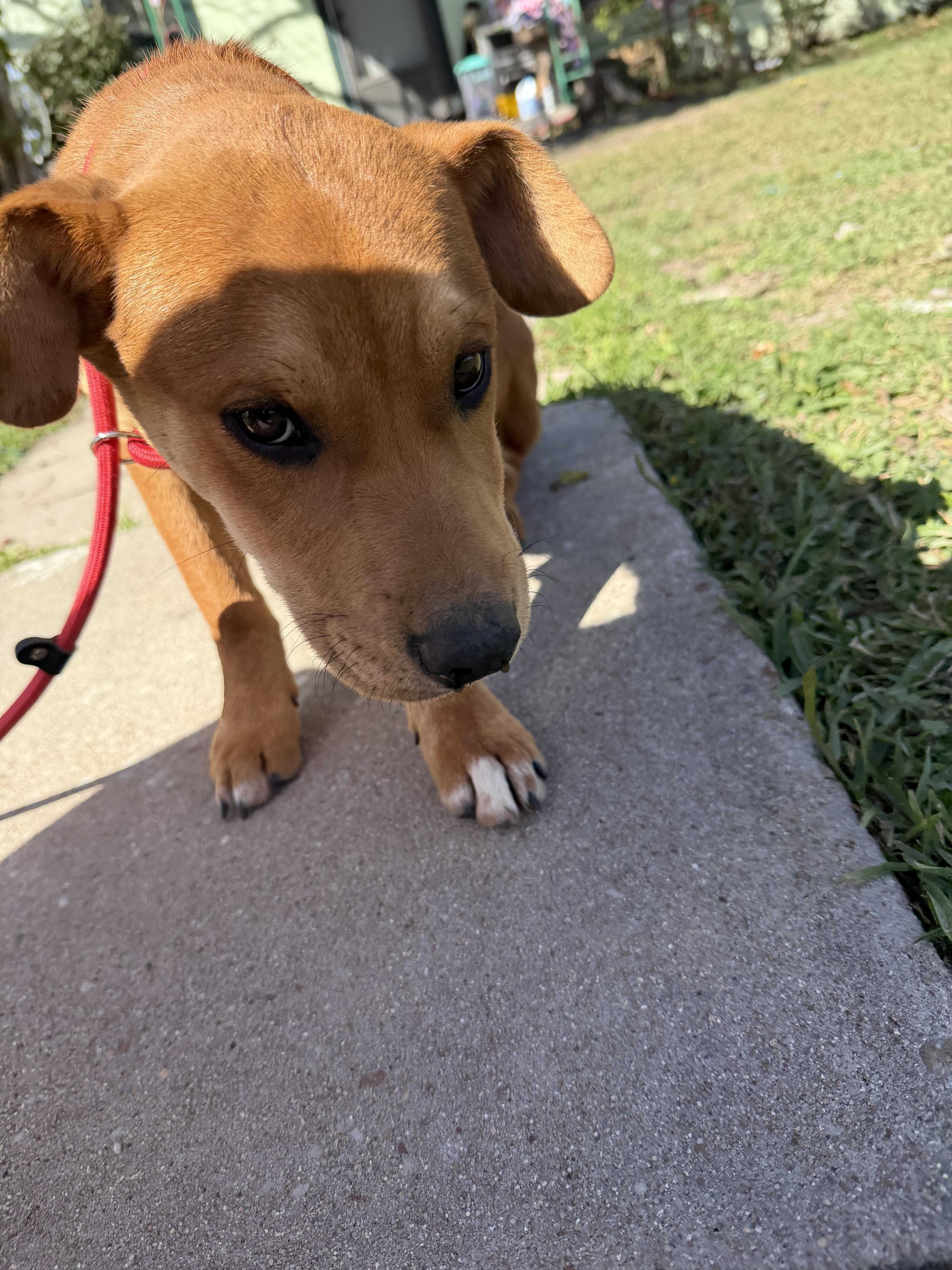 Enlarge Louie, a ADOPTABLE mixed breed in Warwick, RI image 4/6