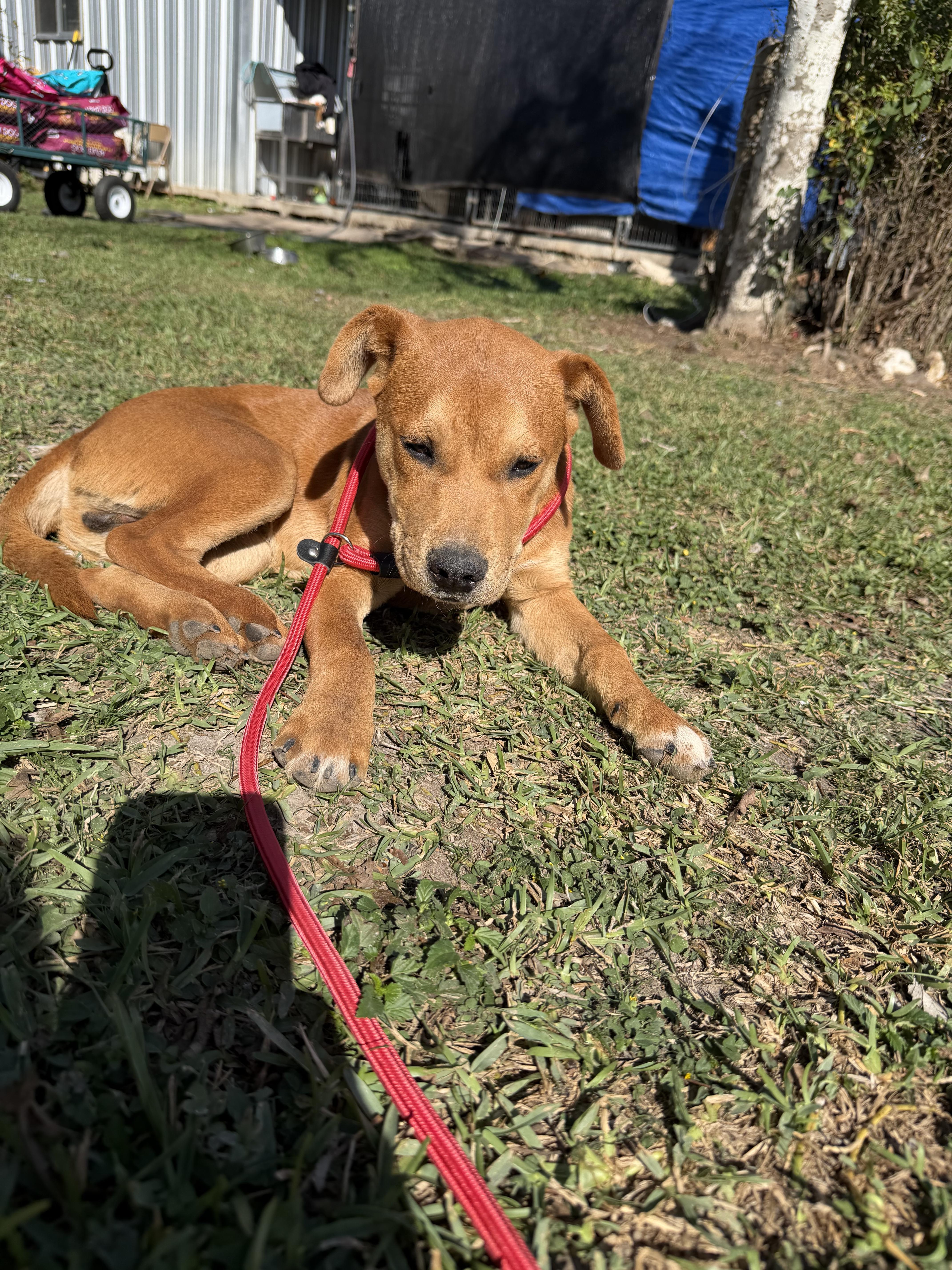 Enlarge Louie, a ADOPTABLE mixed breed in Warwick, RI image 5/6