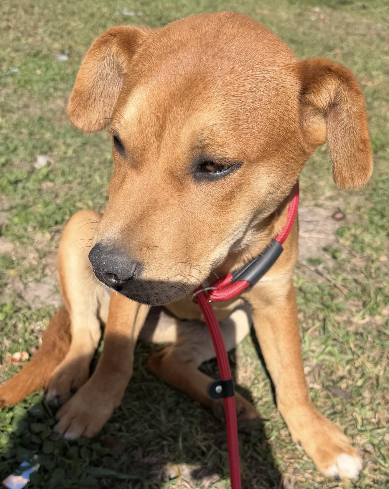Enlarge Louie, a ADOPTABLE mixed breed in Warwick, RI image 6/6