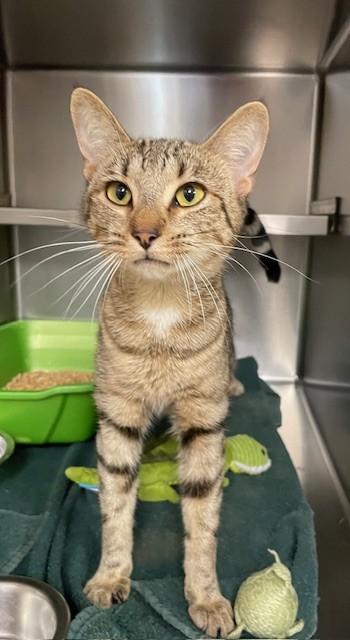 Nizzy, ADOPTABLE, Adult Female Domestic Short Hair.