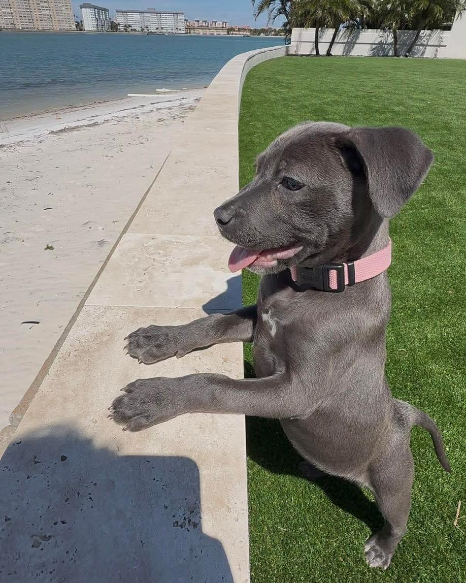 Thelma, ADOPTABLE, Puppy Female Labrador Retriever.