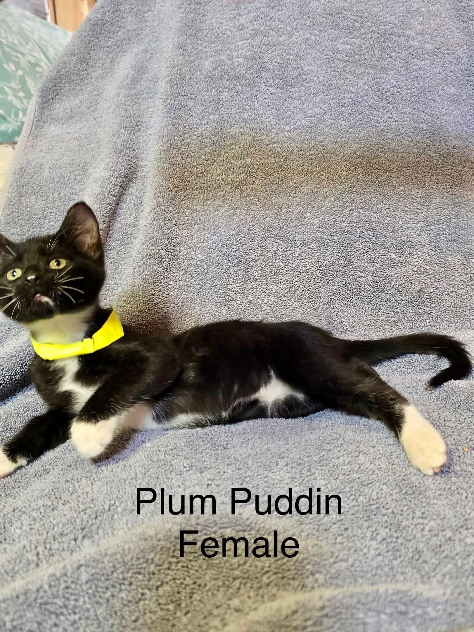 Enlarge Plum Pudding, a Adoptable Domestic Short Hair in hinckley, IL image 1/3