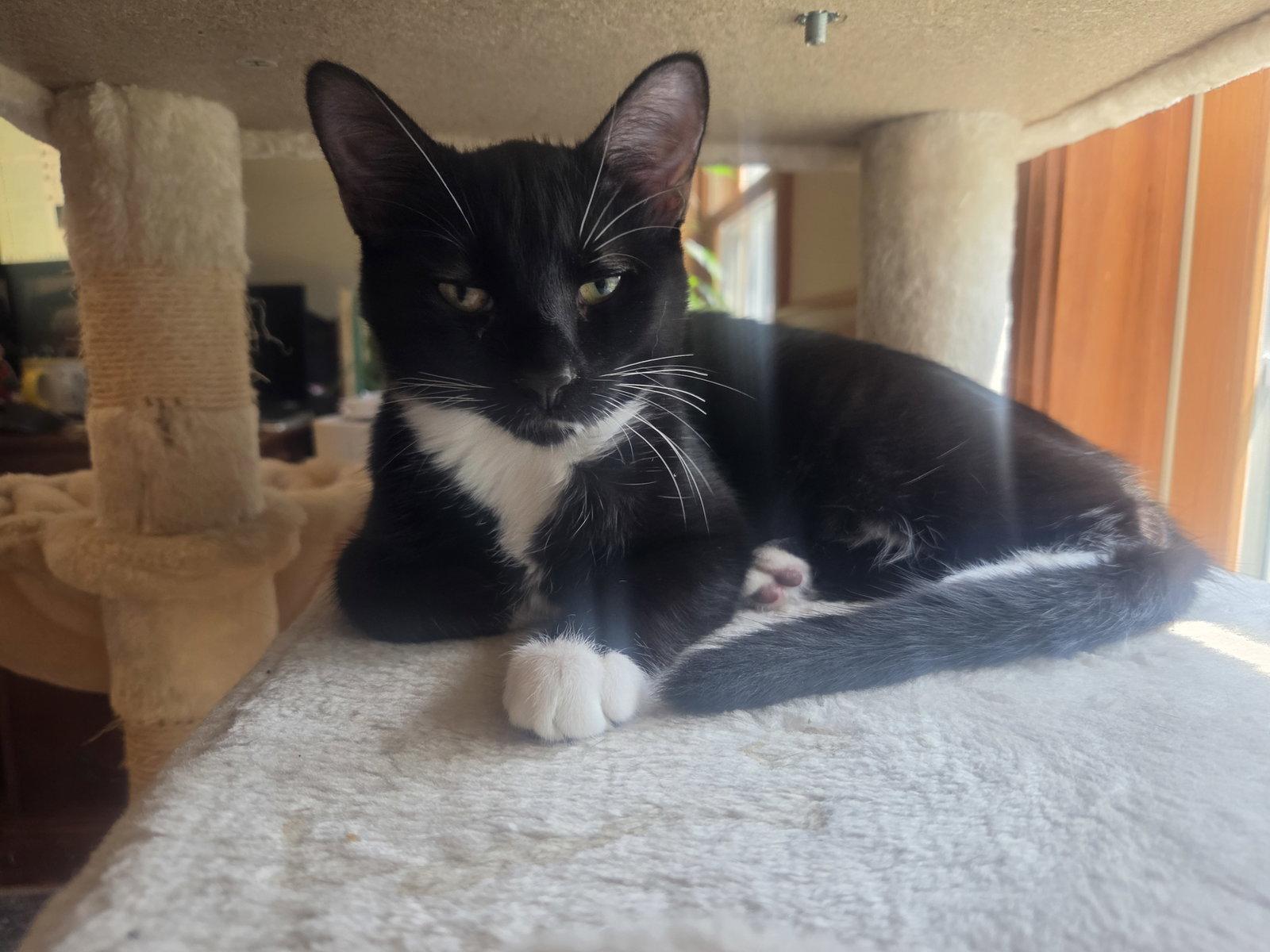 Enlarge Plum Pudding, a Adoptable Domestic Short Hair in hinckley, IL image 2/3