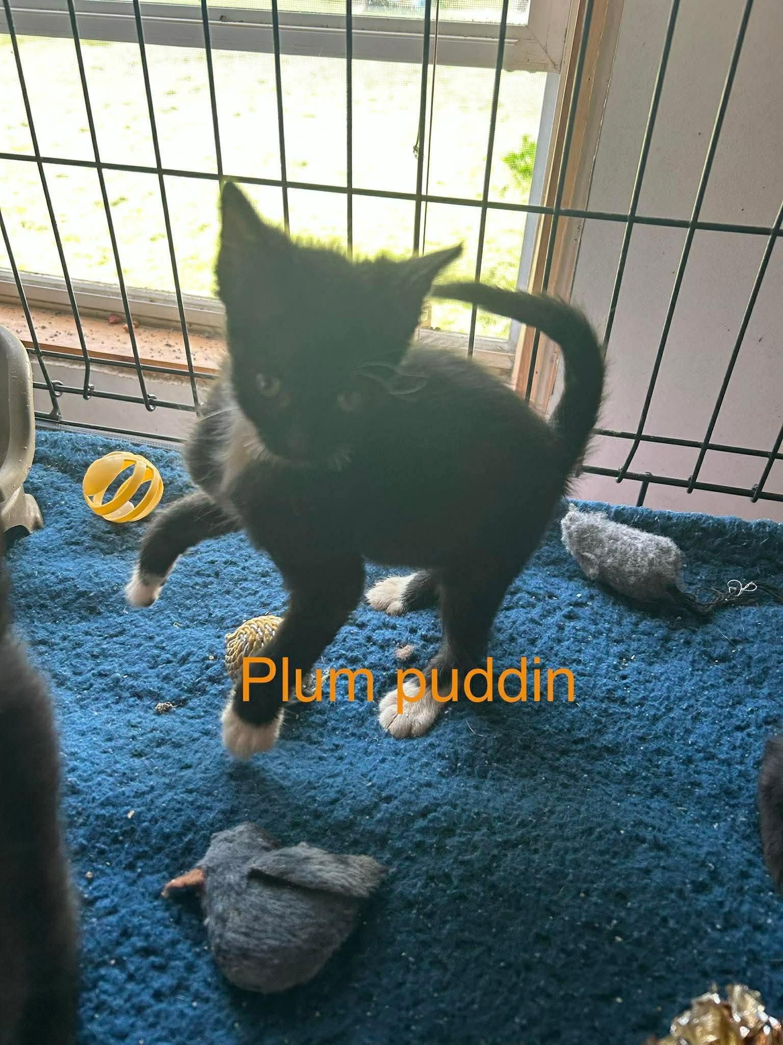 Enlarge Plum Pudding, a Adoptable Domestic Short Hair in hinckley, IL image 3/3