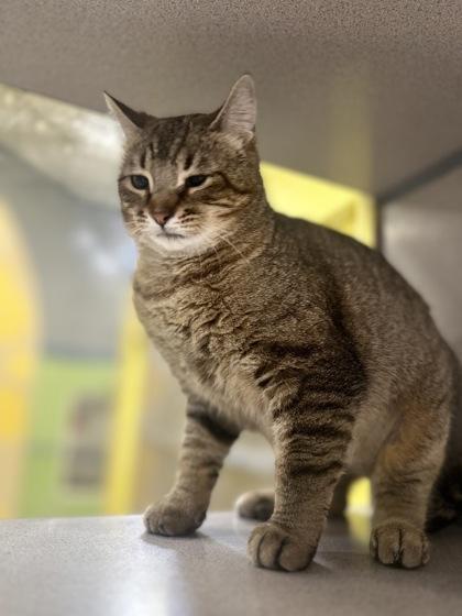Bexley, Adoptable, Adult Female Domestic Short Hair & Domestic Short Hair.