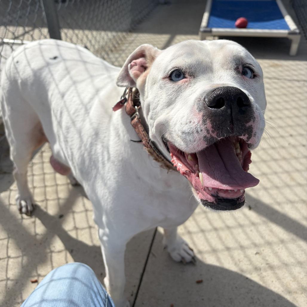 Enlarge Blue, a Adoptable American Bulldog in Delaware, OH image 1/3
