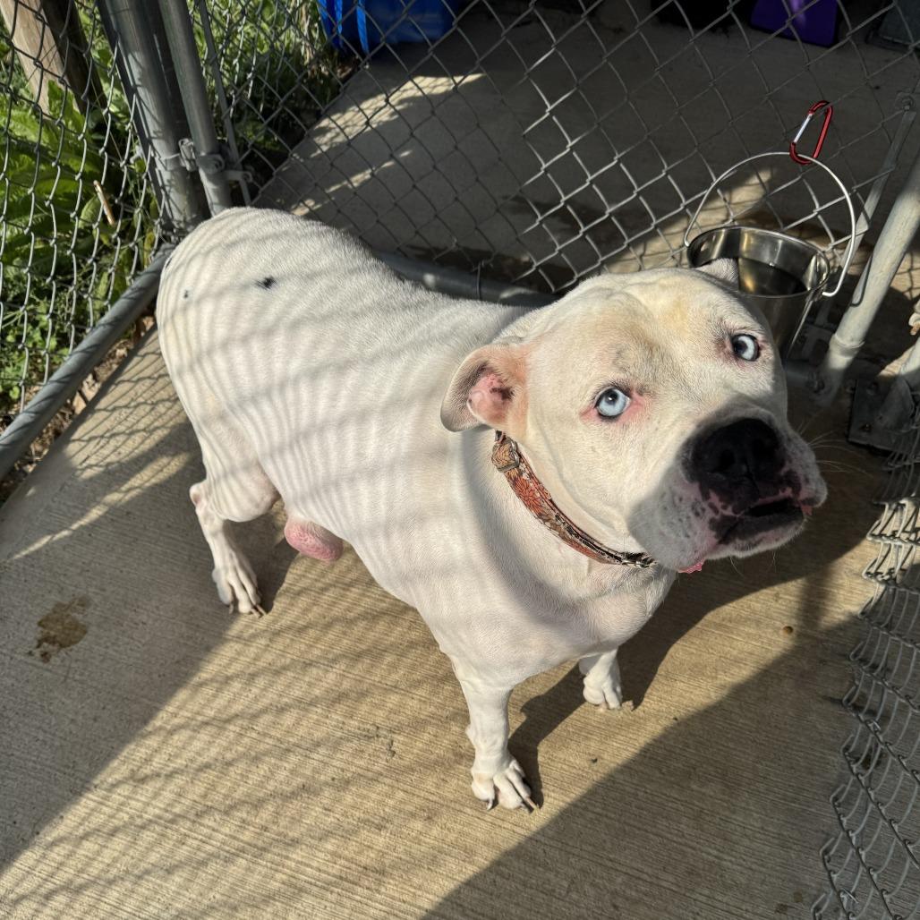 Enlarge Blue, a Adoptable American Bulldog in Delaware, OH image 2/3