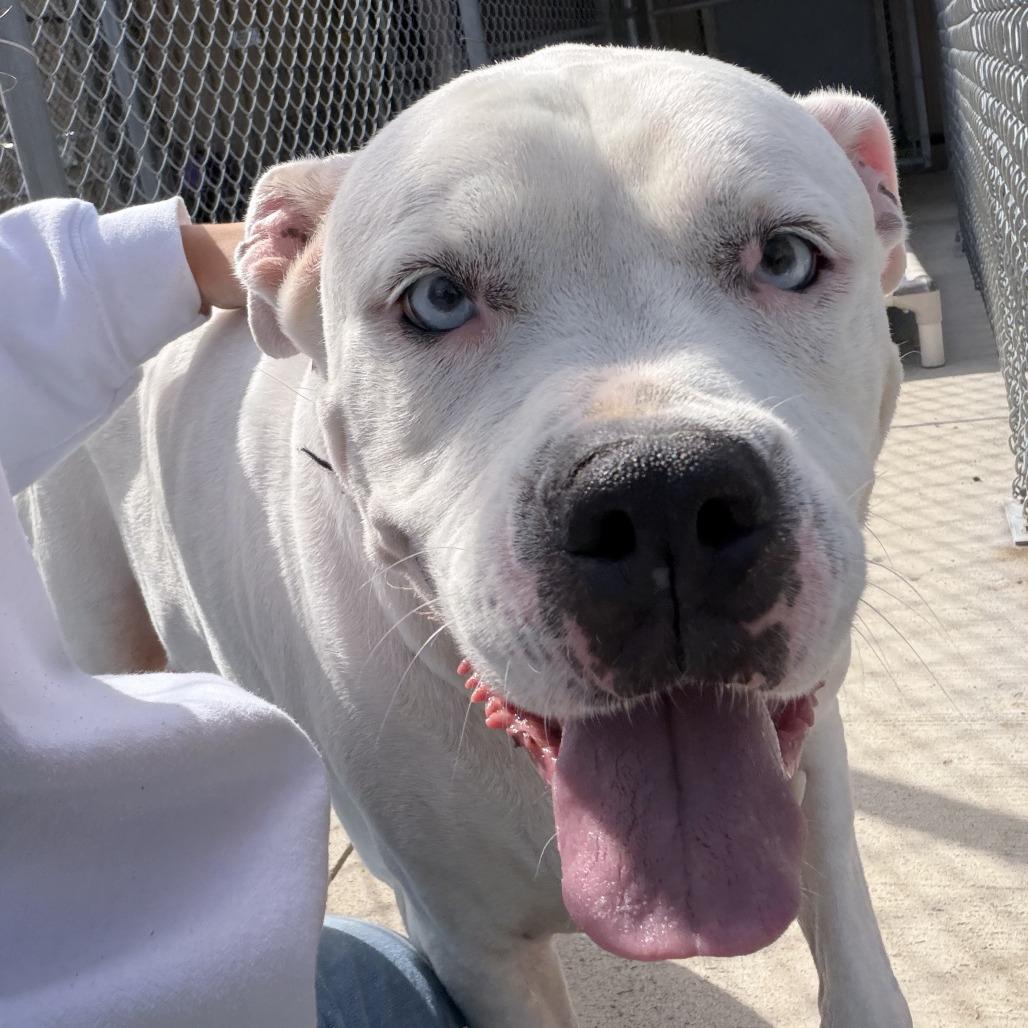 Enlarge Blue, a Adoptable American Bulldog in Delaware, OH image 3/3