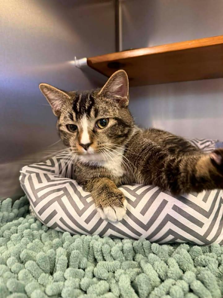 Enlarge Jeffery, a ADOPTABLE Domestic Short Hair in Wilmington, NC image 1/1