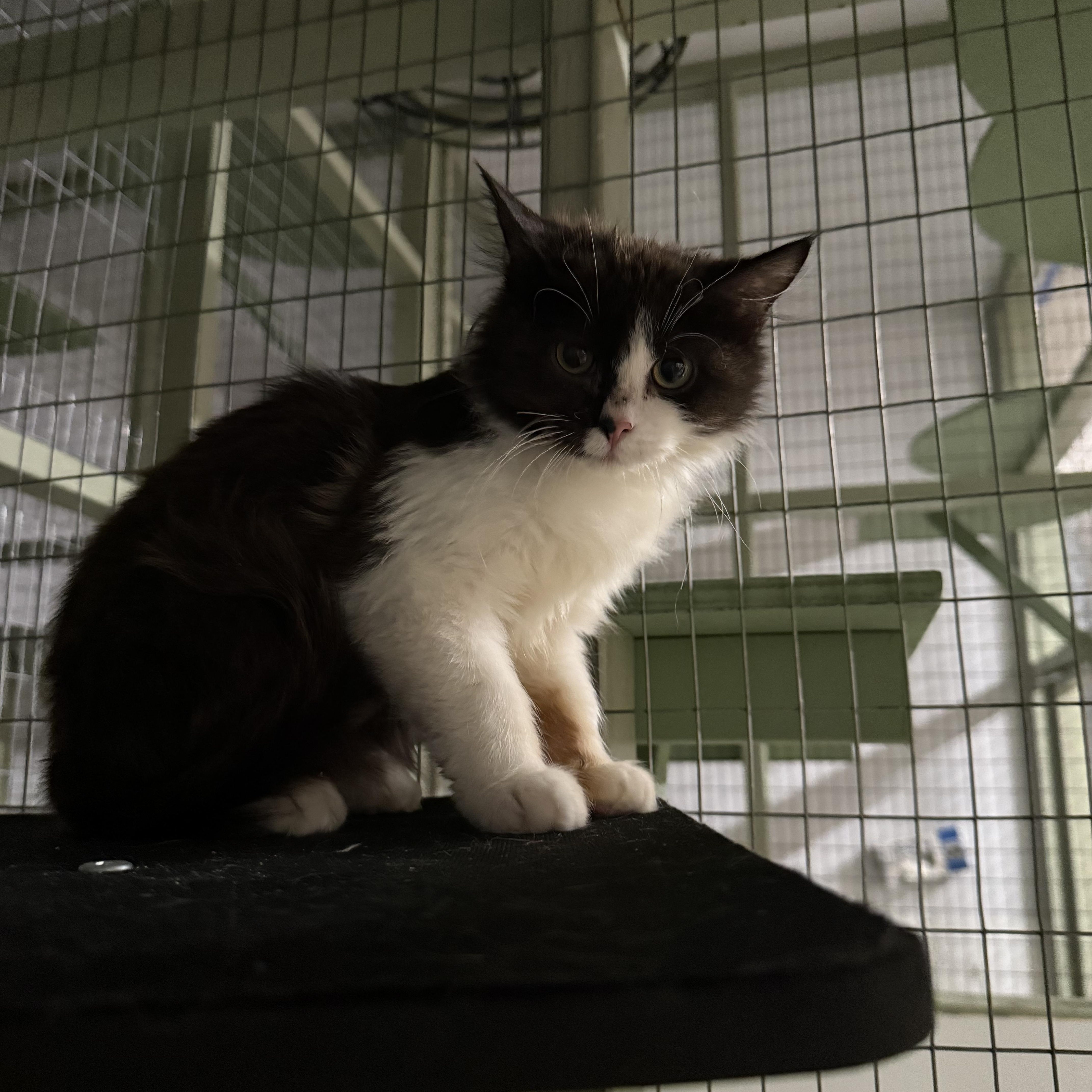 Enlarge WASABI, a ADOPTABLE Domestic Medium Hair in Reno, NV image 1/2