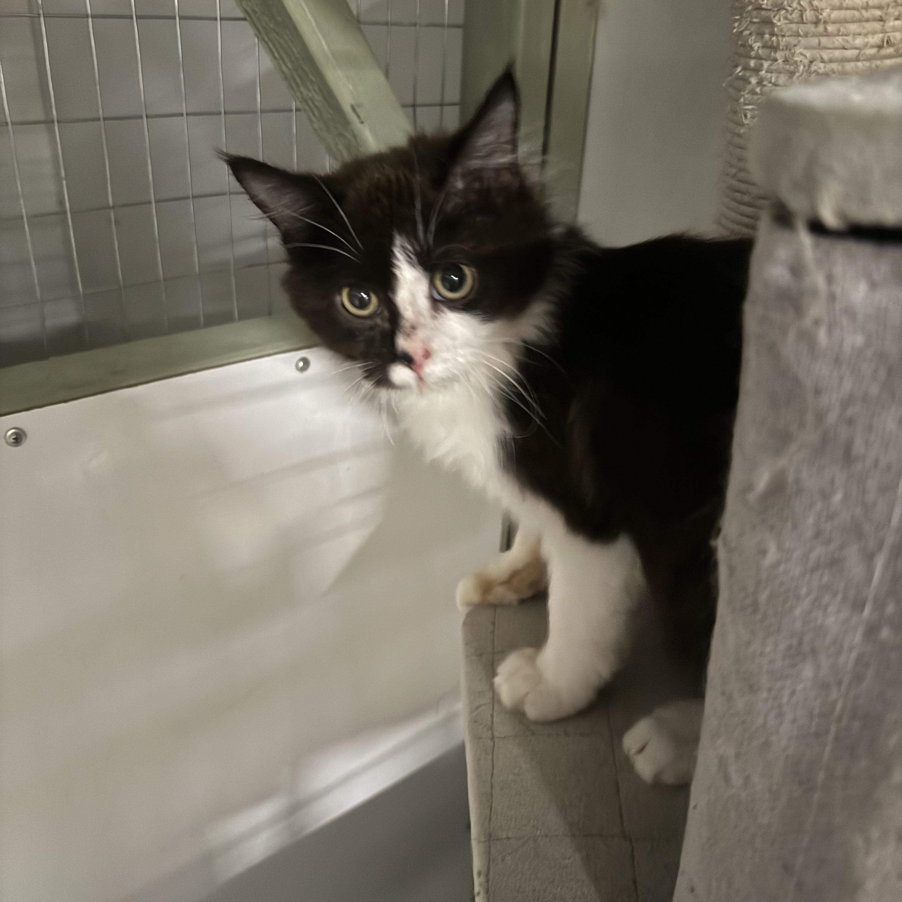 Enlarge WASABI, a ADOPTABLE Domestic Medium Hair in Reno, NV image 2/2