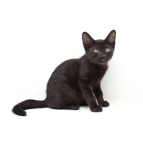 Enlarge Anunoby, a Adopted Domestic Short Hair in Florence, AZ image 1/1