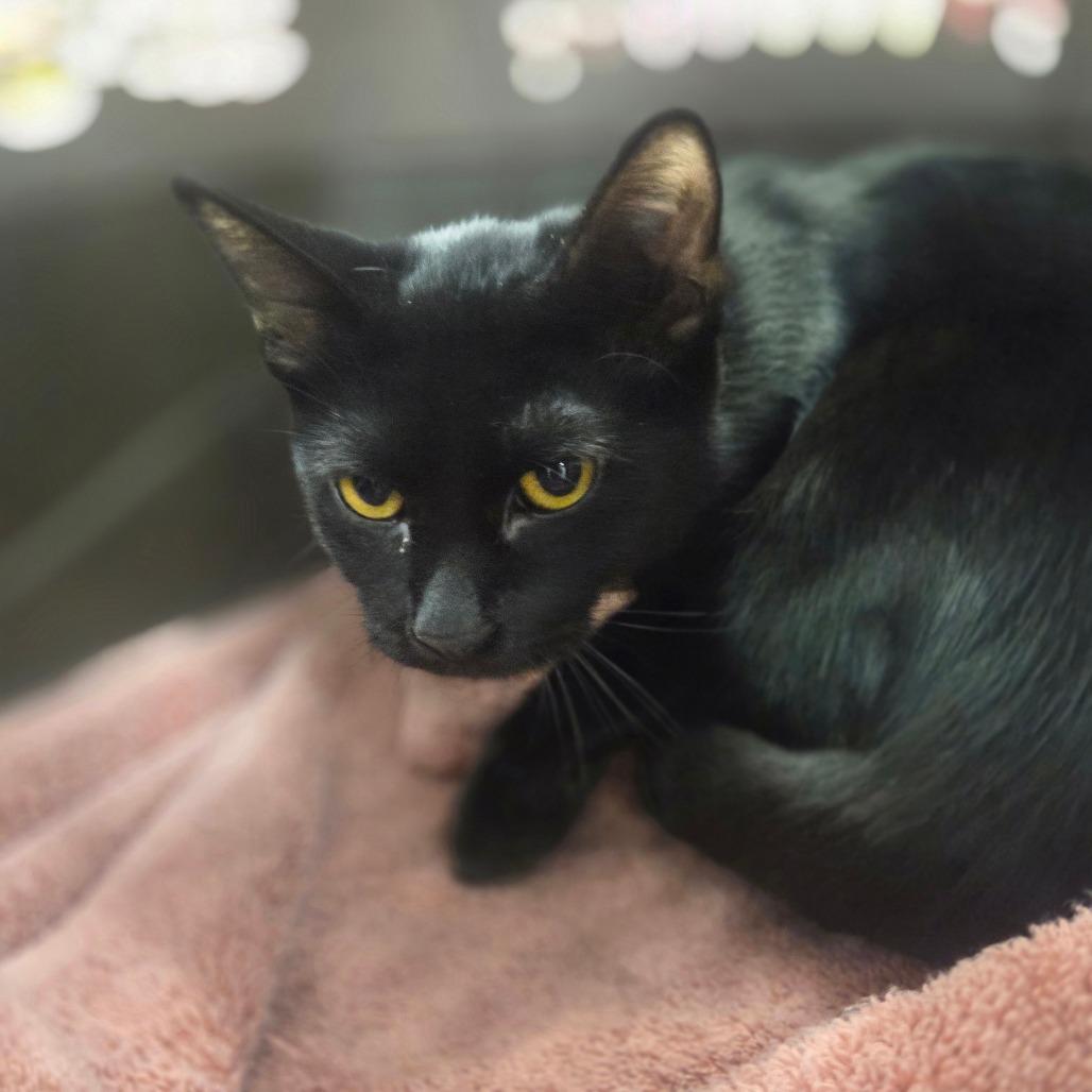 Sally, Adoptable, Young Female American Shorthair.