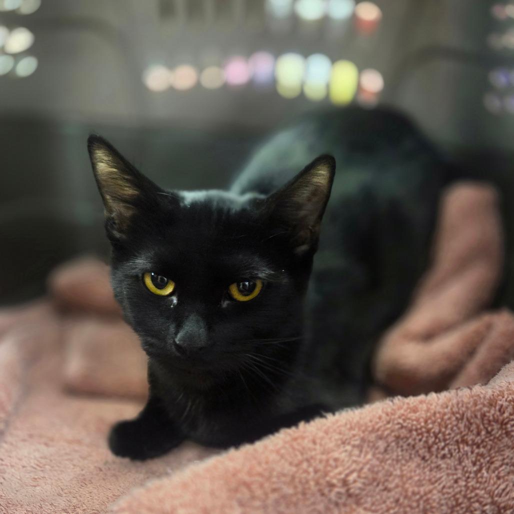 Enlarge Sally, a Adoptable American Shorthair in Lima, OH image 2/3