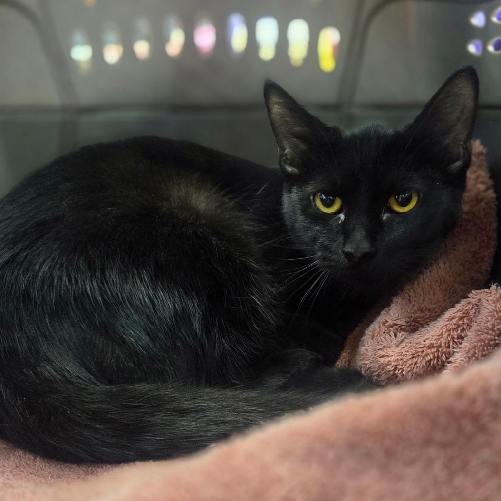 Enlarge Sally, a Adoptable American Shorthair in Lima, OH image 3/3