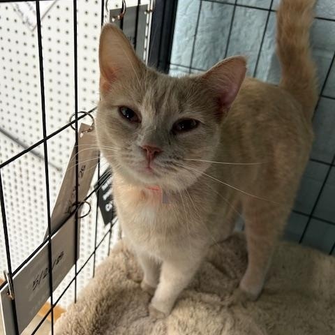 Blondie, ADOPTABLE, Young Female Domestic Short Hair.