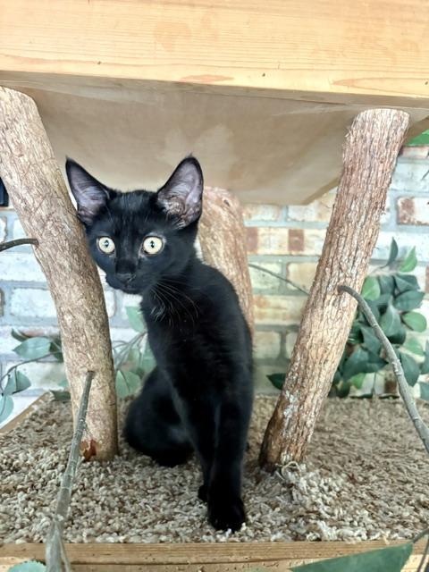 Jessie, Adoptable, Kitten Female Domestic Short Hair.