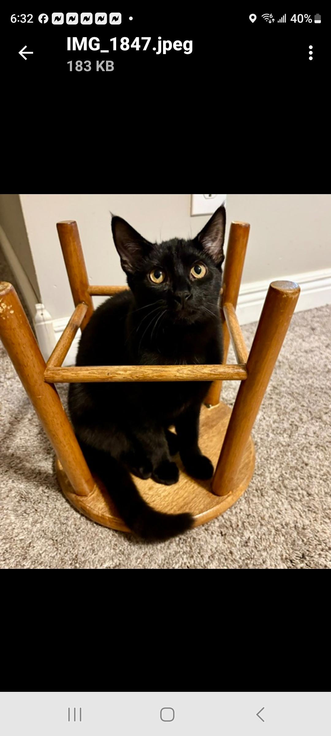 Enlarge Jessie, a Adoptable Domestic Short Hair in Karns City, PA image 5/6