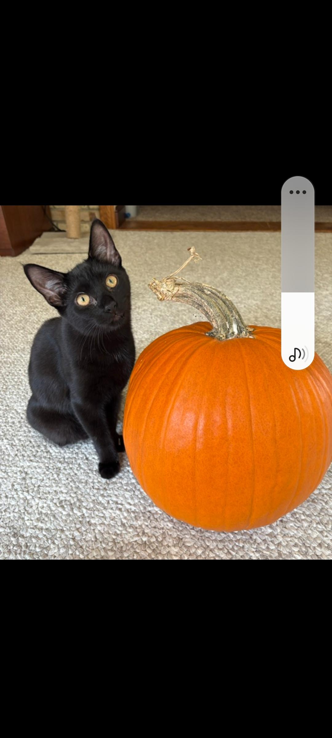 Enlarge Jessie, a Adoptable Domestic Short Hair in Karns City, PA image 1/6
