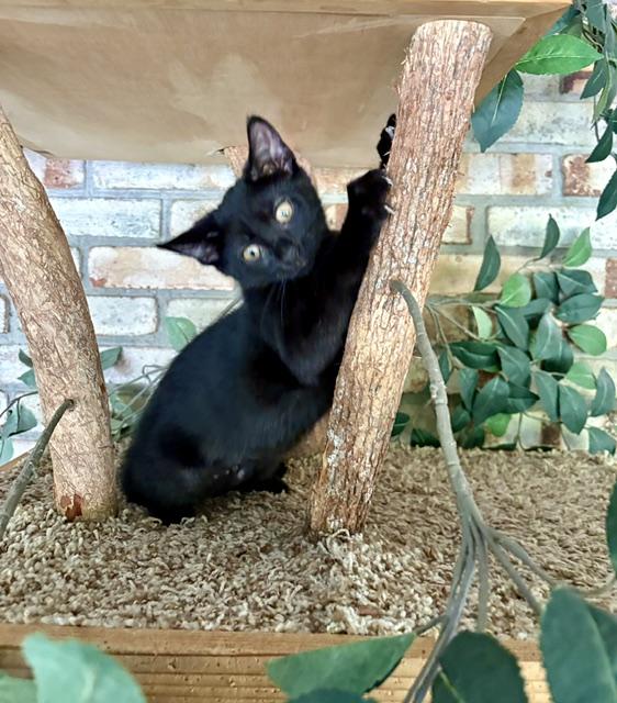 Enlarge Jessie, a Adoptable Domestic Short Hair in Karns City, PA image 4/6