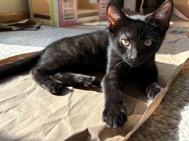 Enlarge Jessie, a Adoptable Domestic Short Hair in Karns City, PA image 3/6