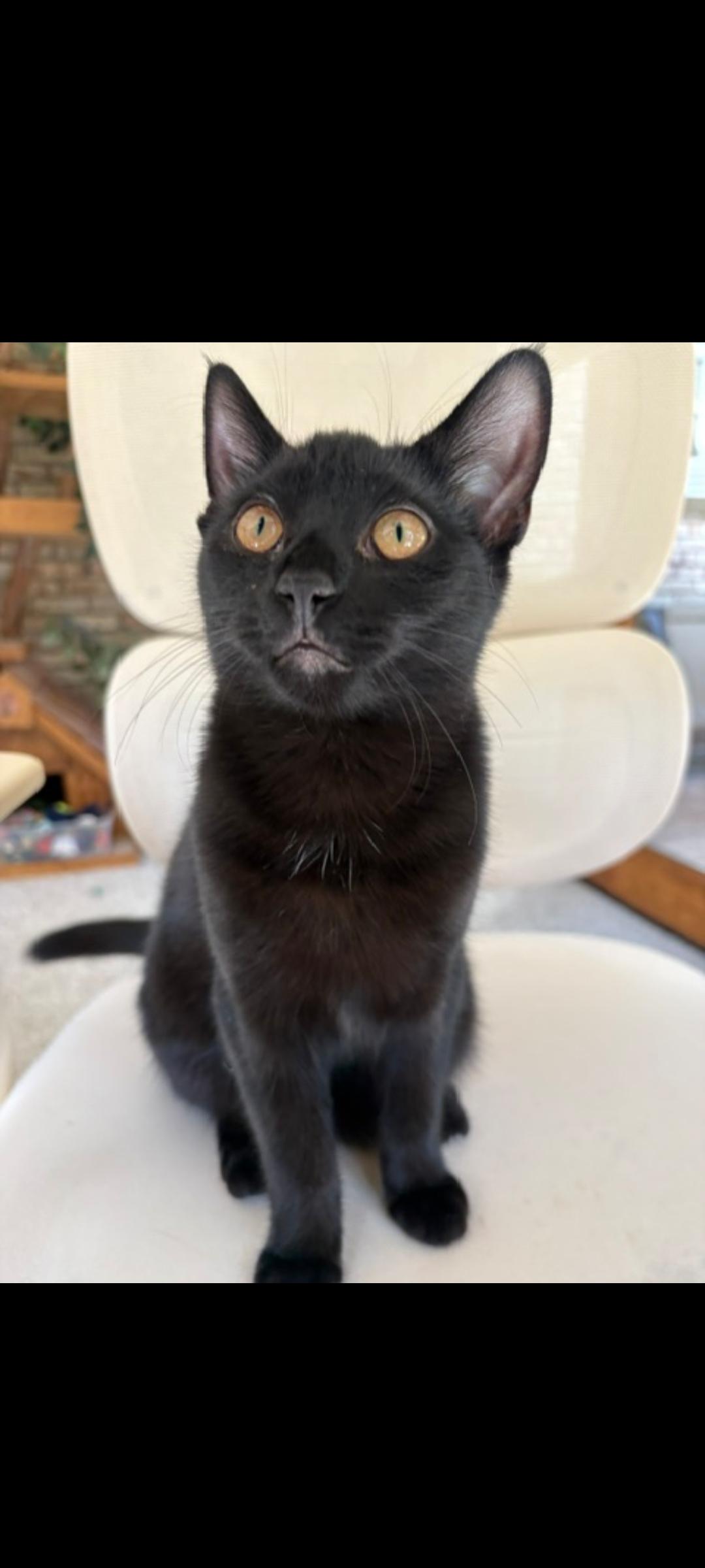 Enlarge Jessie, a Adoptable Domestic Short Hair in Karns City, PA image 6/6