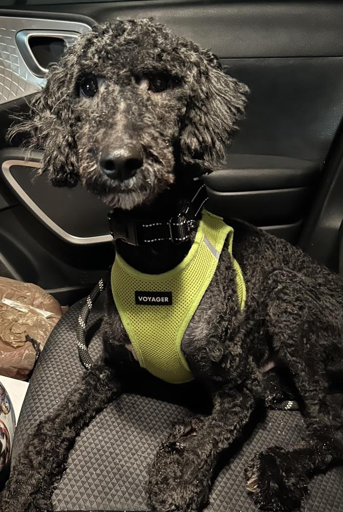 Raggedy Andy, a Adoptable mixed breed in Mundelein, IL image 2/6