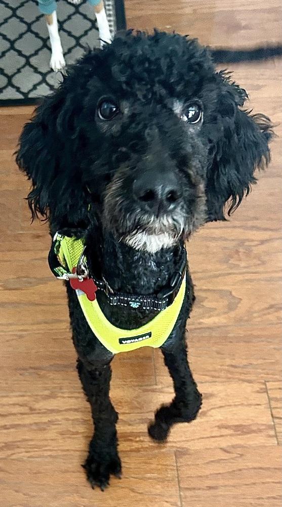 Raggedy Andy, a Adoptable mixed breed in Mundelein, IL image 6/6