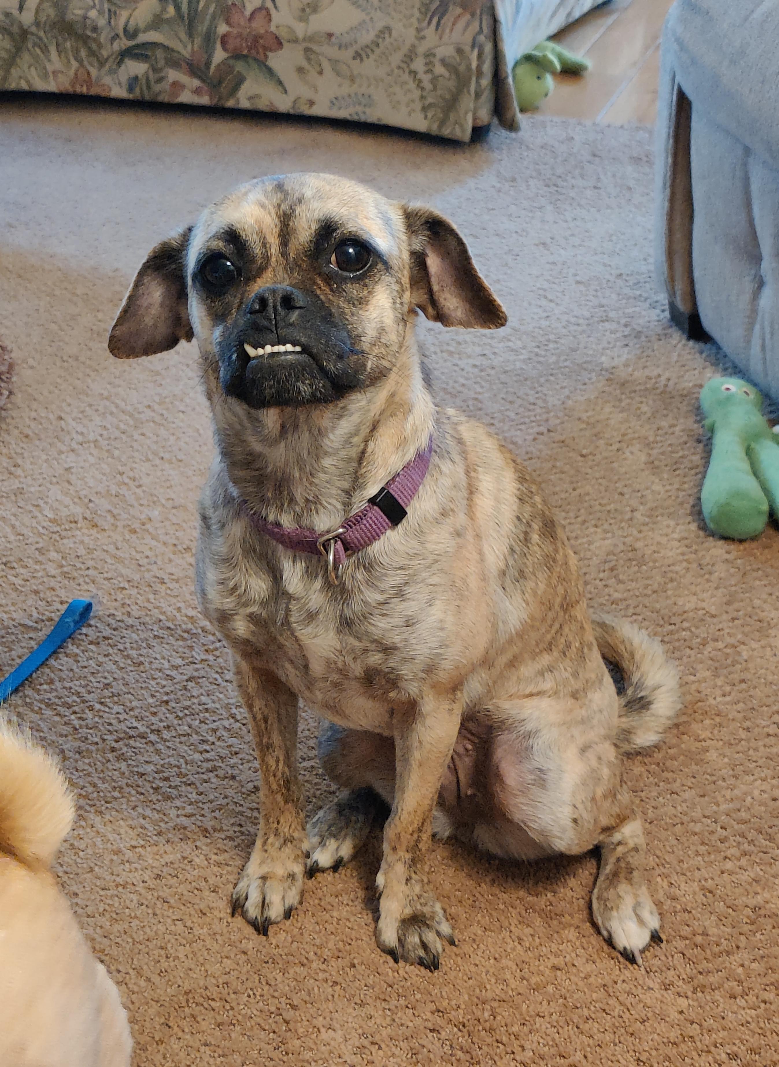 Enlarge Chugslee, a Adoptable mixed breed in Prescott Valley, AZ image 1/3