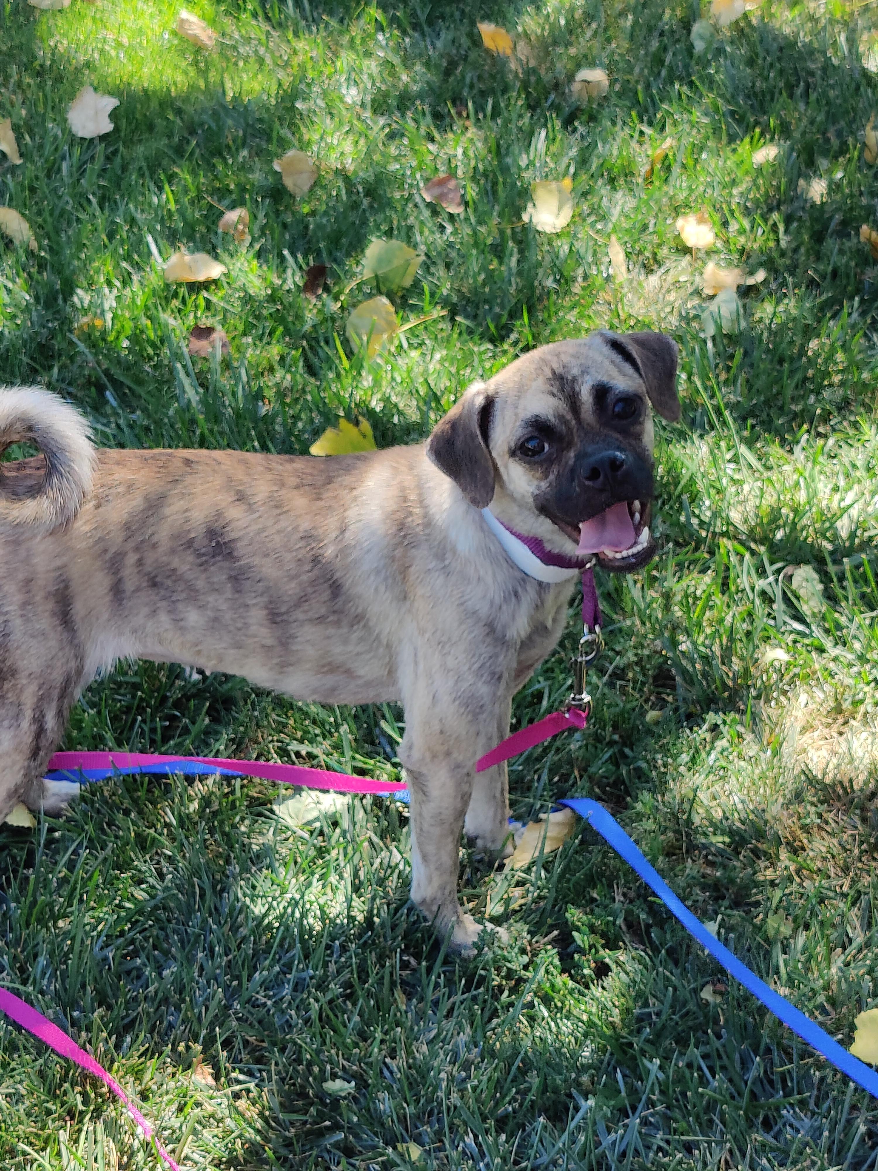 Enlarge Chugslee, a Adoptable mixed breed in Prescott Valley, AZ image 3/3