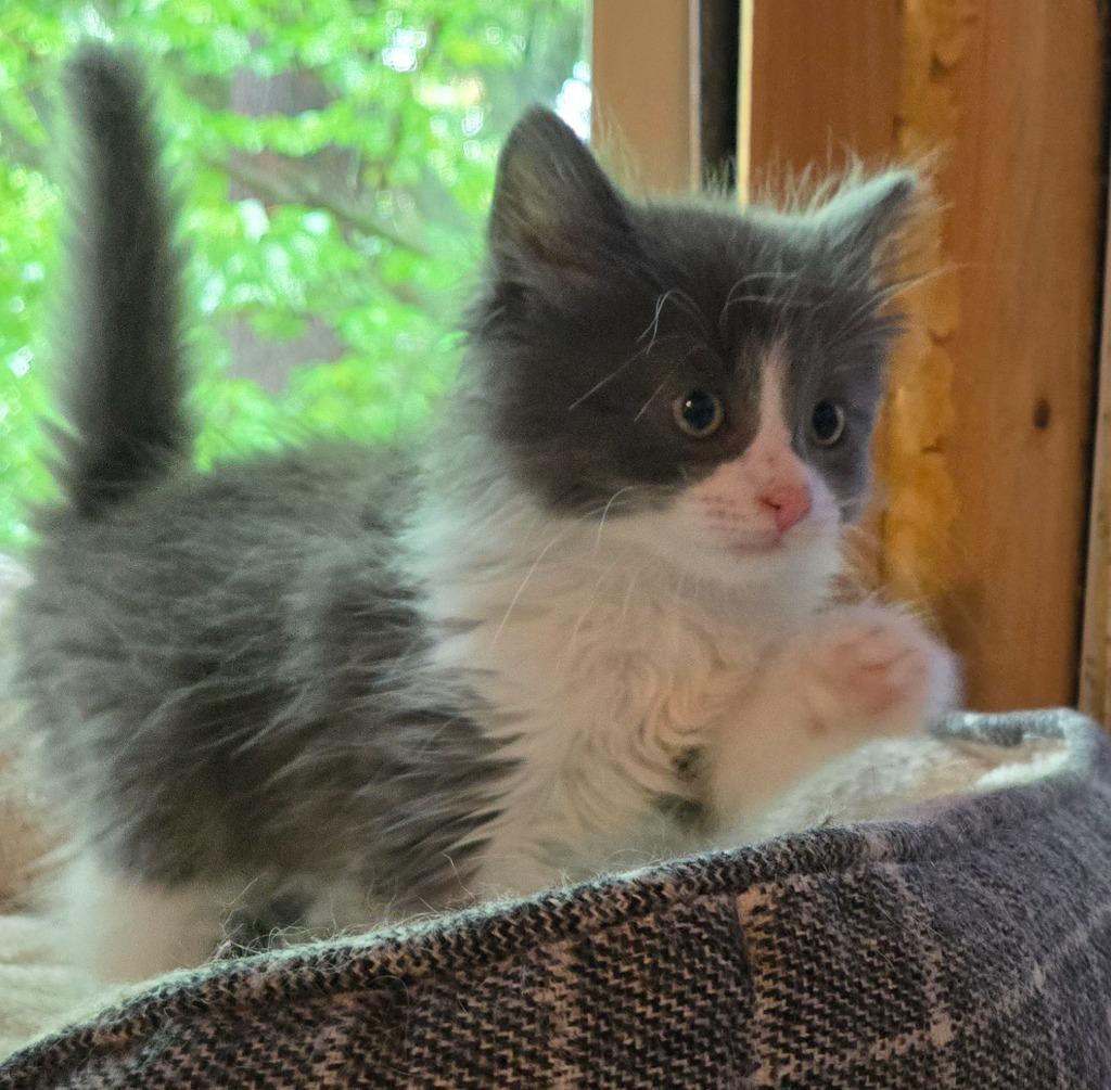 Patrick Star, Adoptable, Kitten Male Domestic Short Hair.