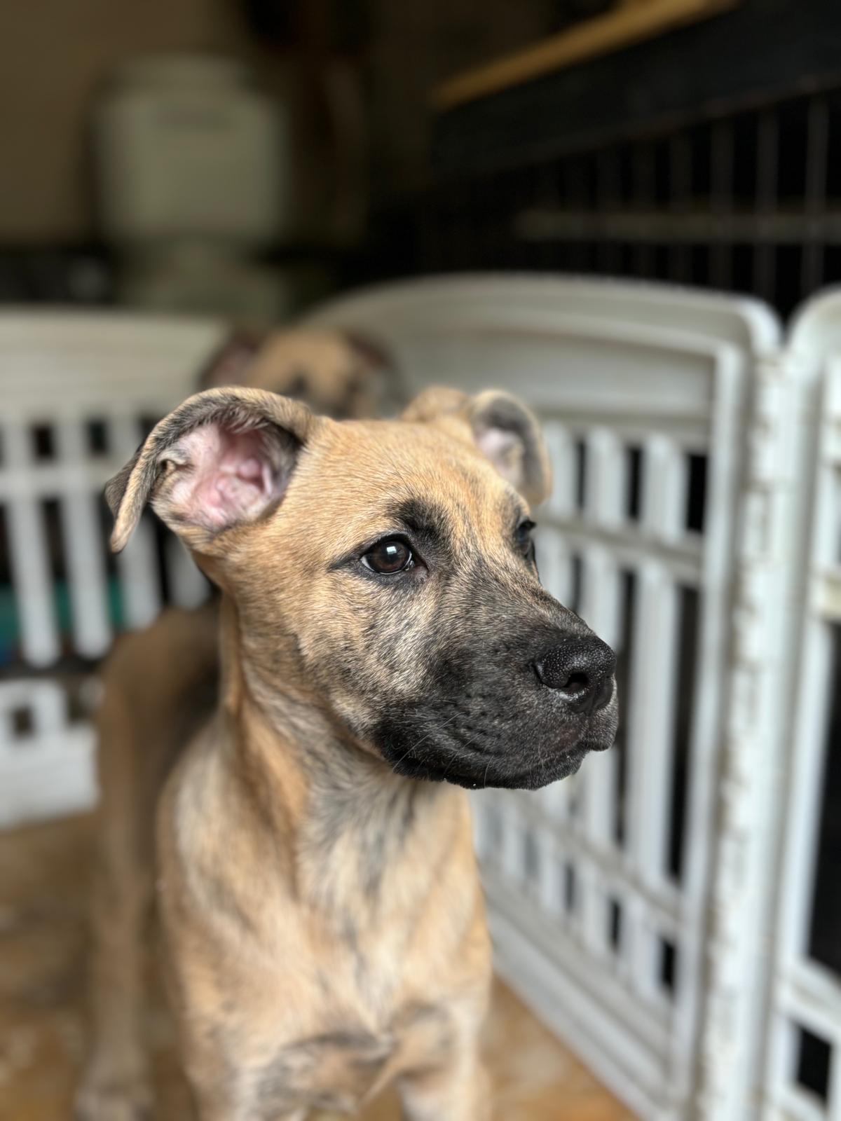 Hustle, a Adoptable mixed breed in San Antonio, TX image 2/4