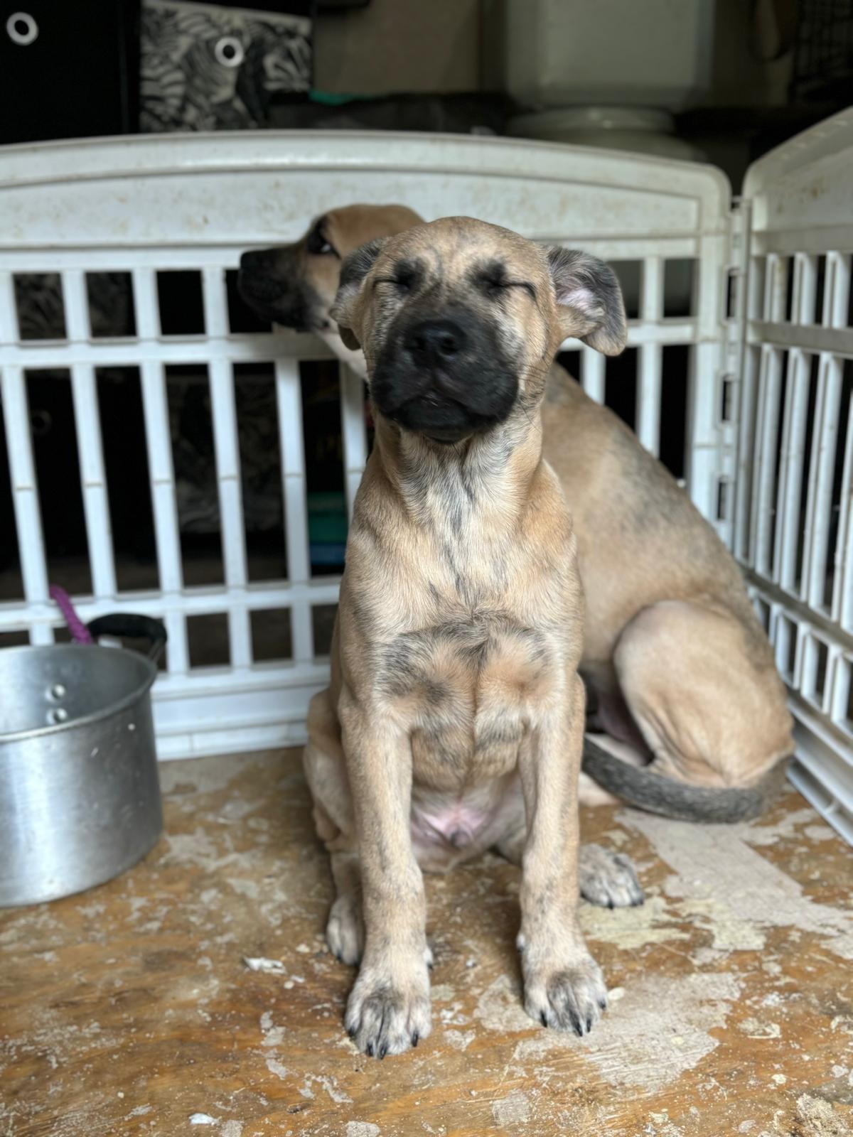 Hustle, a Adoptable mixed breed in San Antonio, TX image 3/4