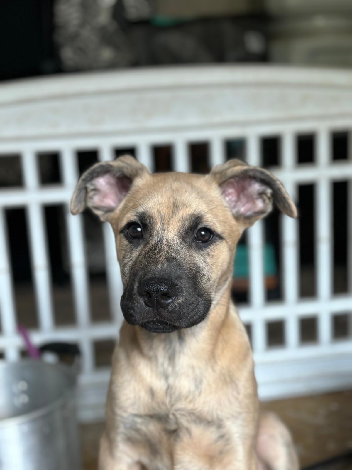 Hustle, a Adoptable mixed breed in San Antonio, TX image 4/4