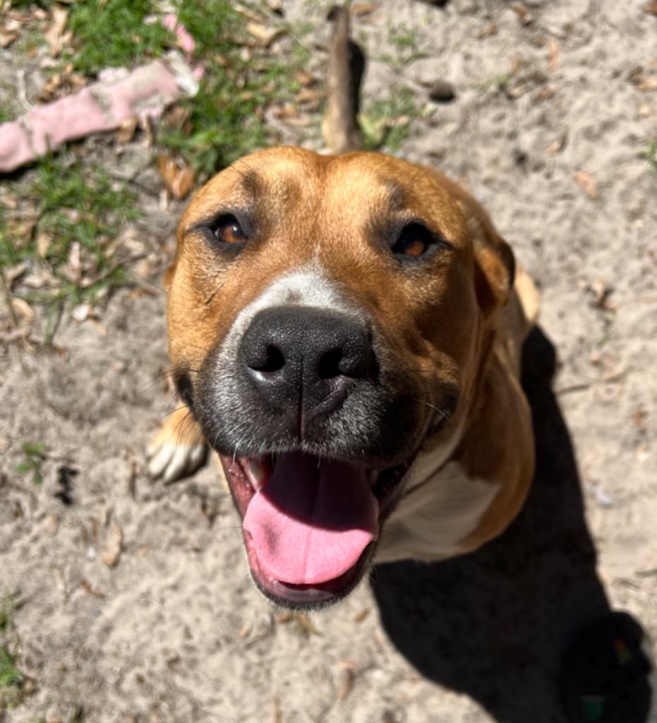 Jet 2, Adoptable, Adult Male Boxer.