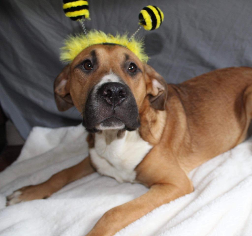 Enlarge Jet 2, a Adoptable Boxer in Waynesville, GA image 3/5