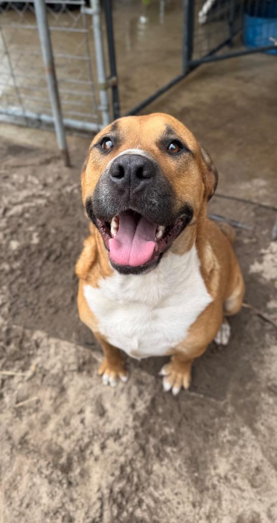 Jet 2, Adoptable, Adult Male Boxer.