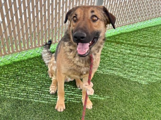 DENNY, Adoptable, Adult Male German Shepherd Dog.