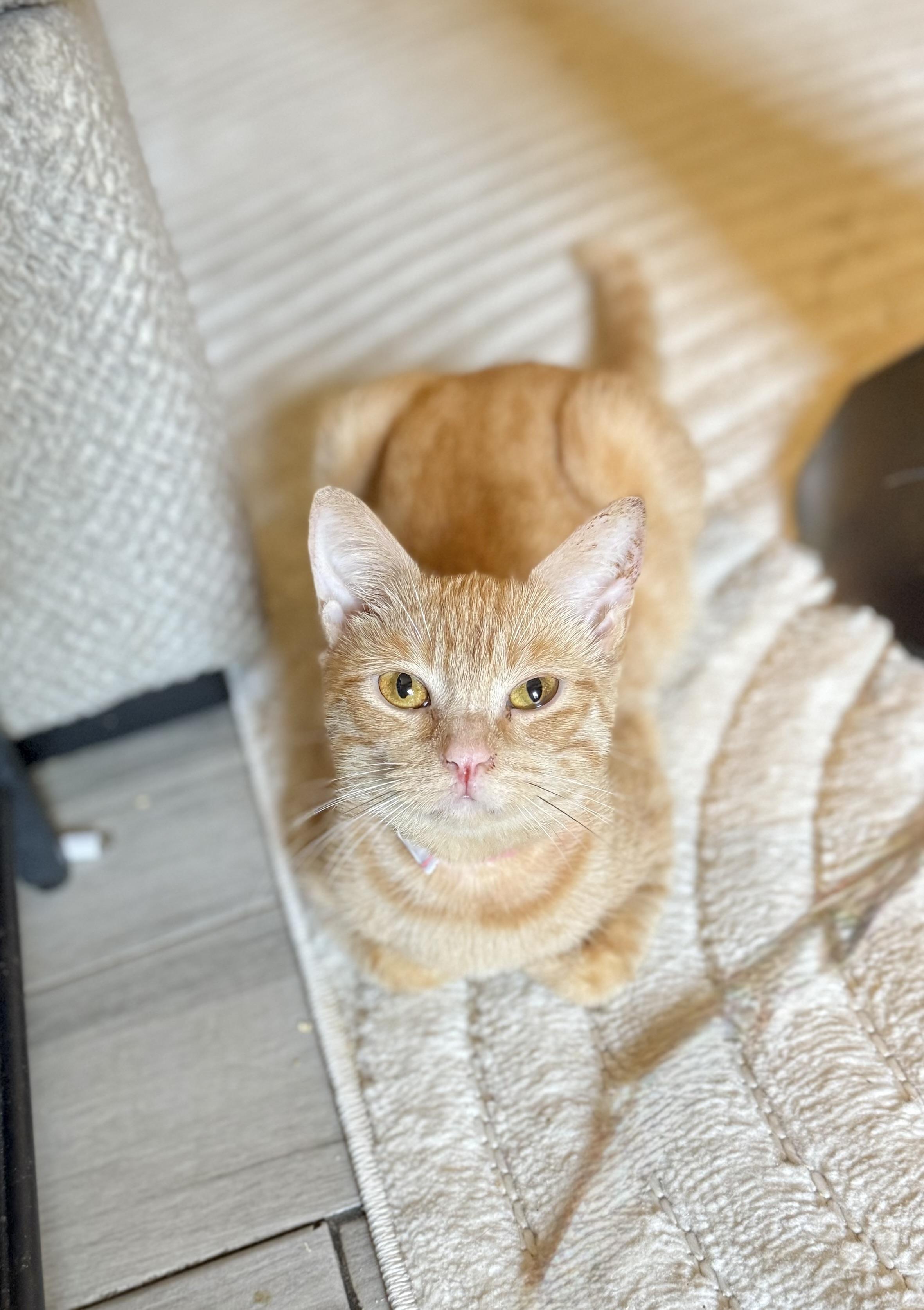 Shug, a Adoptable Tabby in Tavares, FL image 5/6