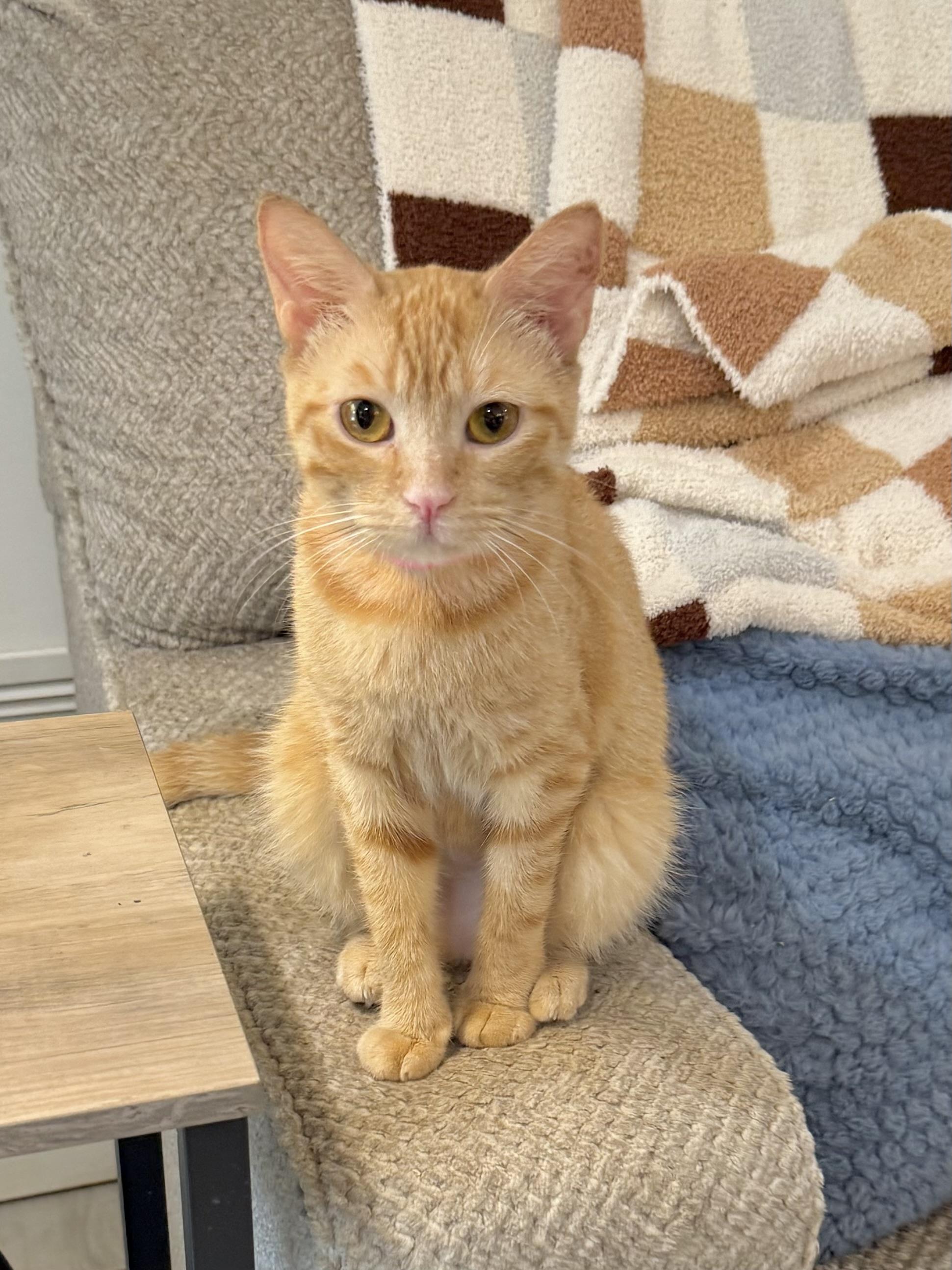 Shug, Adoptable, Young Female Tabby.